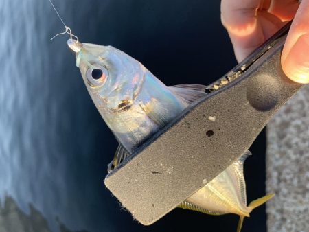 デカアジを求めて