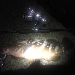 エギングからのアコウさん？