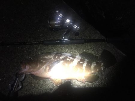 エギングからのアコウさん？