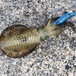 台風一過後のデイエギング