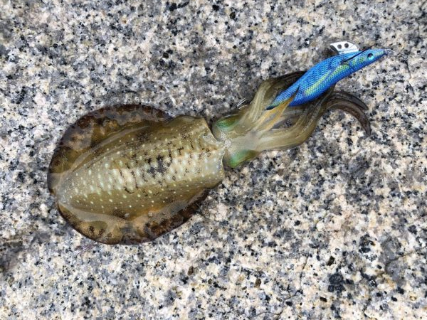 台風一過後のデイエギング