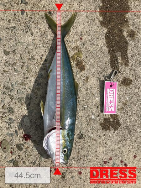 やっとハマチゲット