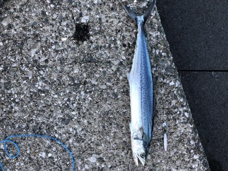 海の中からあの香りが！？！？