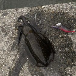 台風後のエギング