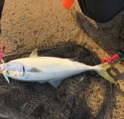 風強いし雨降るし・・・