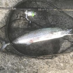 サワラ・ハマチ