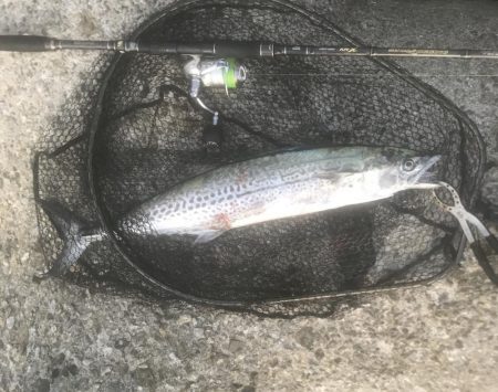 サワラ・ハマチ