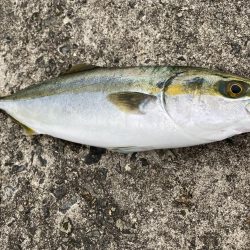 ショアジギング