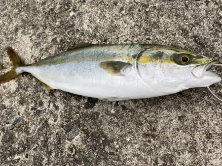 ショアジギング