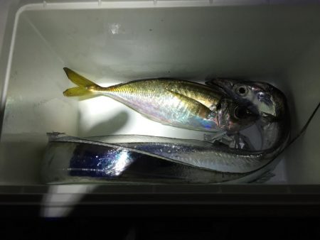 2日連続 息子と釣行