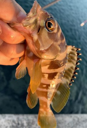 美味しい魚が！？