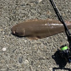 久しぶりのワームで