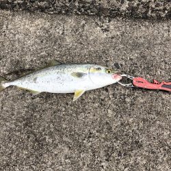 ショアジギング