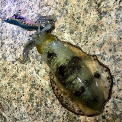 秋イカシーズンインです！！