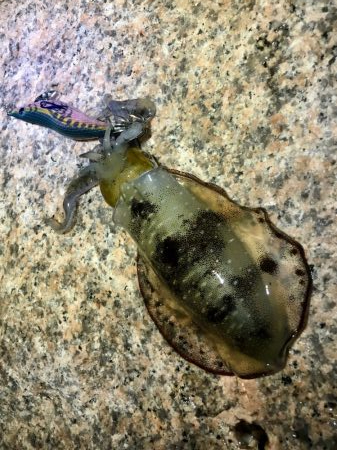 秋イカシーズンインです！！