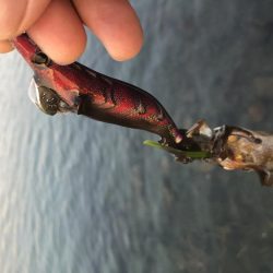 エギングでイカとタコ