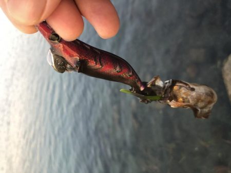 エギングでイカとタコ