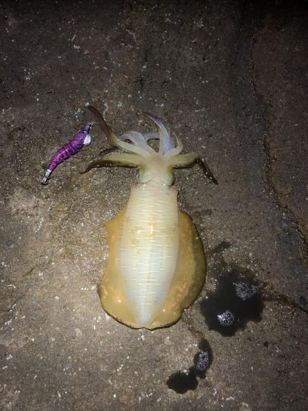 ナイトエギング