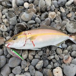 久しぶりに連れました