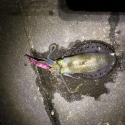 エギング遠征からホームグランドへ