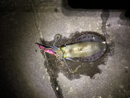 エギング遠征からホームグランドへ