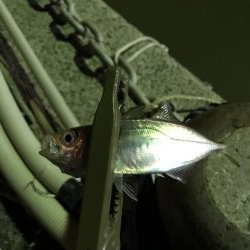 台風後のアジング