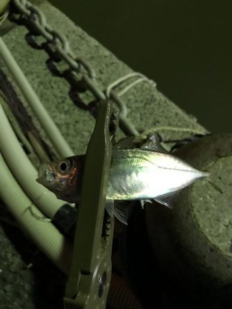 台風後のアジング