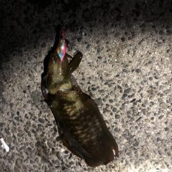 今シーズン初エギング