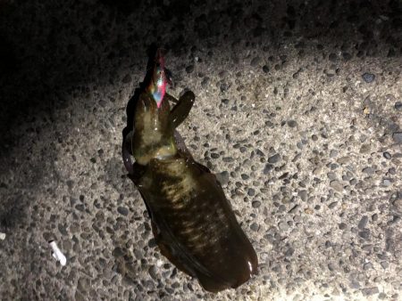 今シーズン初エギング