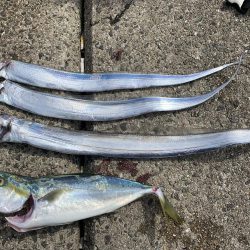 お久しぶりです。タチウオさん！！