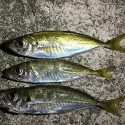 夕マヅメのアジング