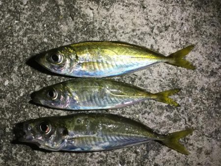 夕マヅメのアジング