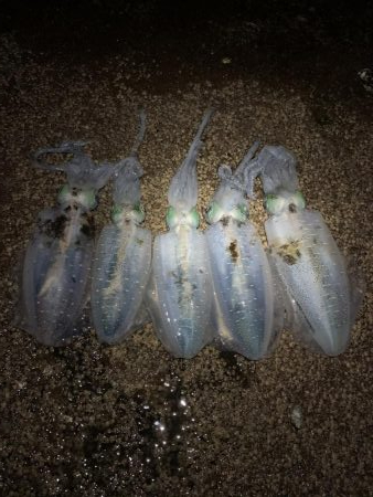 ナイトエギング