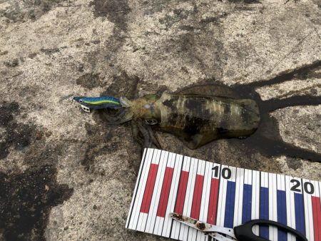 今日はデイでやっと