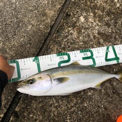 メジロ⁉︎いやハマチ