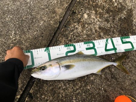 メジロ⁉︎いやハマチ