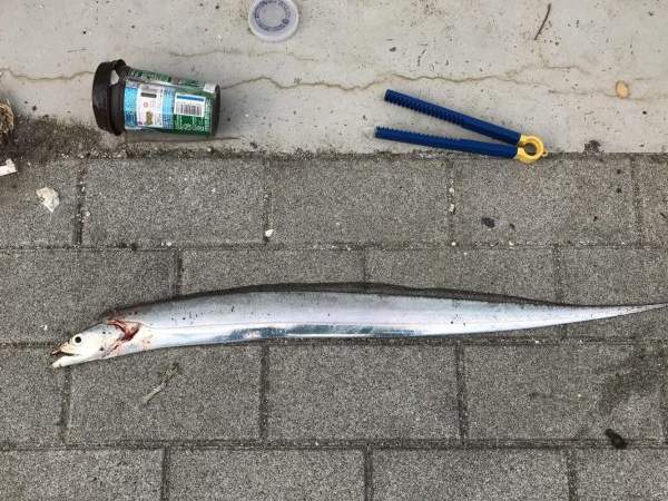 今年初タチウオ