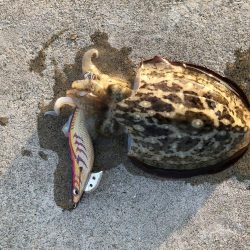 島根県のはずが…