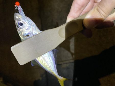 アジングのちシーバス