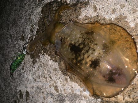 ナイトエギング