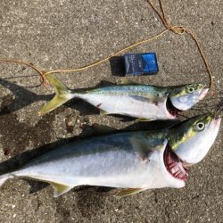 はじめてのメジロ