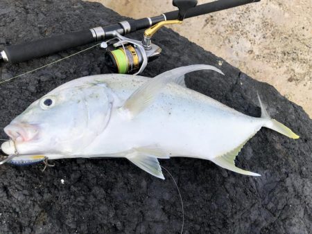 エリア鹿児島市ですが、奄美です