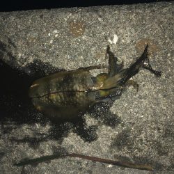 久しぶりに四杯