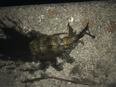 久しぶりに四杯