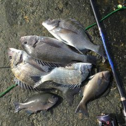 秋の堤防フカセ釣行