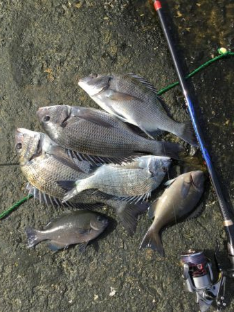 秋の堤防フカセ釣行