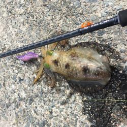 エギング!ナブラ祭り!