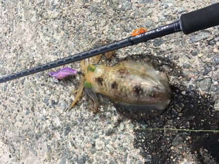 エギング！ナブラ祭り！