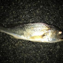 タチウオだと思ったらイシモチ?