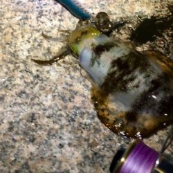 ２週間ぶりの淡路島